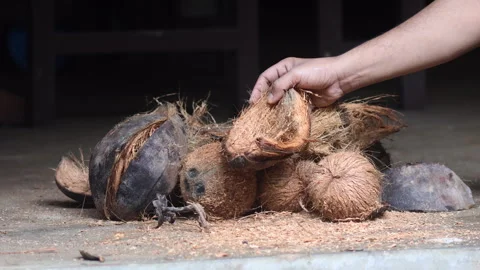 Coconuts and coconut husks Stock Footage 278450420