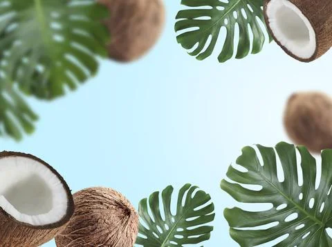 Coconuts and green monstera leaves in air on light blue gradient background Stock-Fotos
