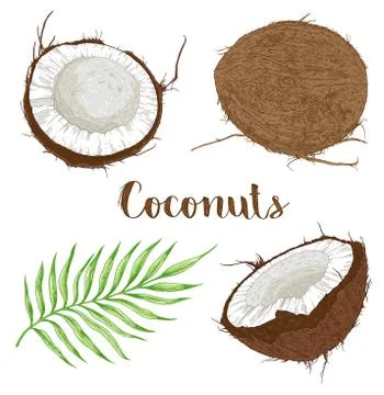 Coconuts and palm leaf Stock Illustration