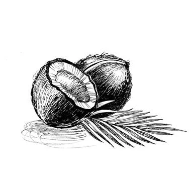 Coconuts and palm leaf Stock Illustration
