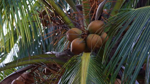 Coconuts and palm tree leaves swaying in the breeze Stock Footage 336563351