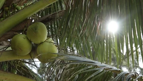 Coconuts and ray of beautiful sunlight through leaves of palm tree in Island Stock Footage 2743259