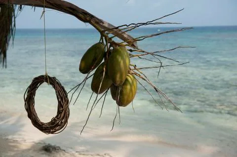 Coconuts and rustic rope kuna yala panama Stock Photos