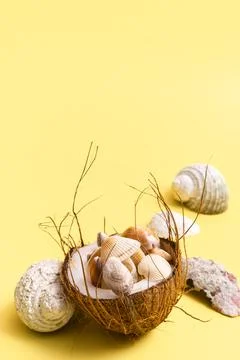 Coconuts and shells on a yellow background .Marine theme Stock Photos