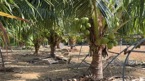 Coconuts appear in palm crowns among surrounding trees across plantation terrain Stock Footage 339258214