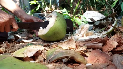 Coconuts are cut open Stock Footage 261126515