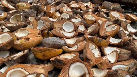 Coconuts that are dried in the sun Stock Footage 304276502