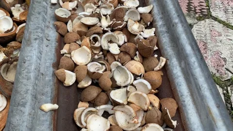 Coconuts that are dried in the sun Stock Footage 304276533