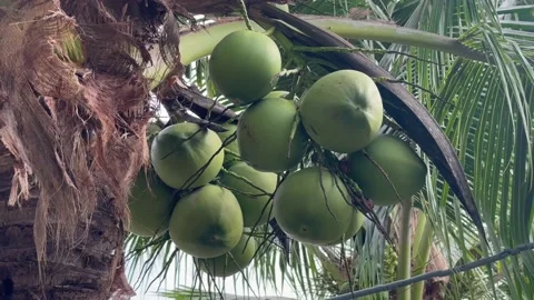 Coconuts are hanging on palm tree Stock Footage 226211601