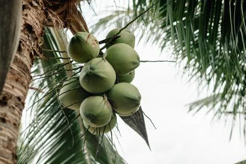Coconuts are hanging on palm tree in exotic tropical country Stock Photos