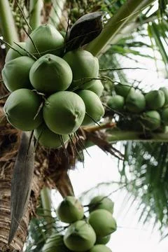 Coconuts are hanging on palm tree in exotic tropical country Stock Photos