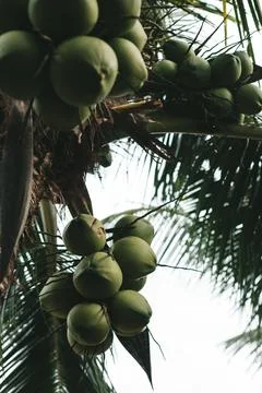 Coconuts are hanging on palm tree in exotic tropical country Stock Photos