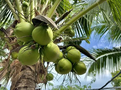 Coconuts are hanging on palm tree in exotic tropical country Stock Photos