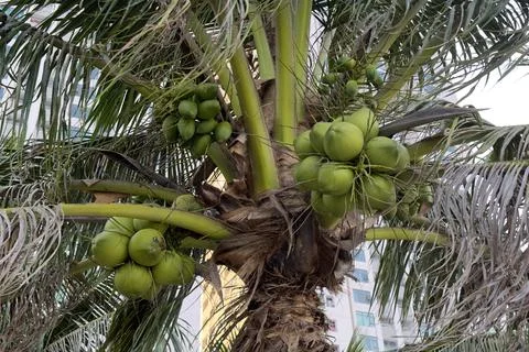 Coconuts are hanging on palm tree in exotic tropical country Stock Photos