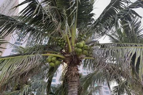 Coconuts are hanging on palm tree in exotic tropical country Stock Photos
