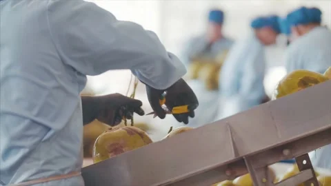 Coconuts are processed and placed on conveyor belts at the factory. Stock Footage 159722823