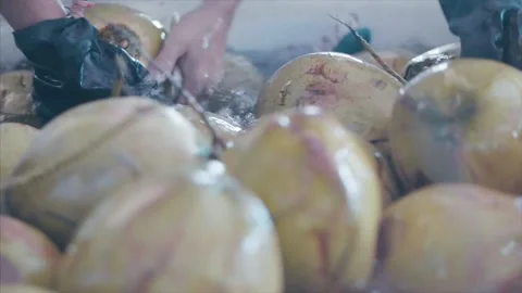 Coconuts are processed and placed on conveyor belts at the factory. Stock Footage 159722830