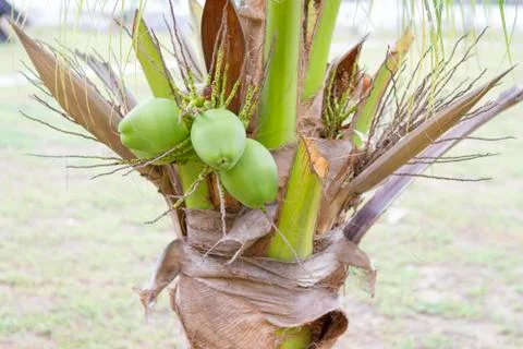Coconuts are on the tree, young coconut. Stock Photos