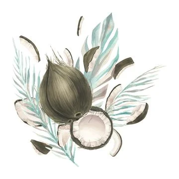 The coconuts are whole and opened with the leaves of tropical palm trees Stock Illustration