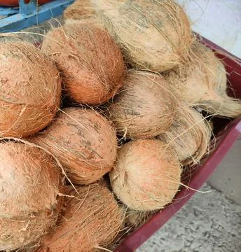 Coconuts on a basket Stock Photos