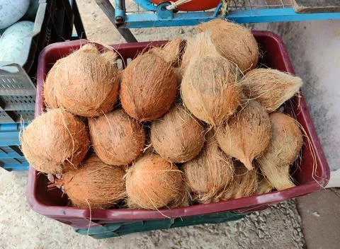 Coconuts on a basket Stock Photos