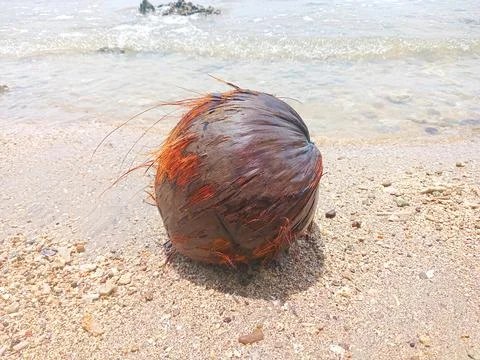 Coconuts on the beach Stock Photos