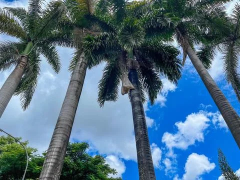 Coconuts Between Palm Trees Stock Photos