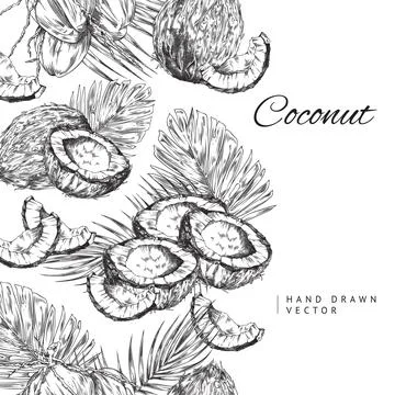 Coconuts border seamless vertical design, engraving vector illustration. Stock Illustration