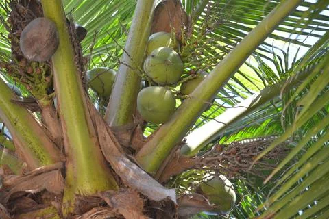 Coconuts on the branch in the trees in the garden Stock Photos