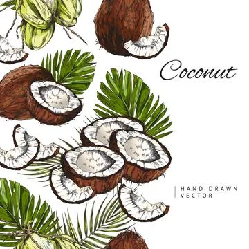 Coconuts card or label colorful template hand drawn vintage vector illustration. Stock Illustration