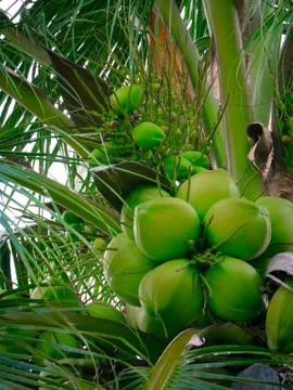 Coconuts on coconut tree Stock Photos
