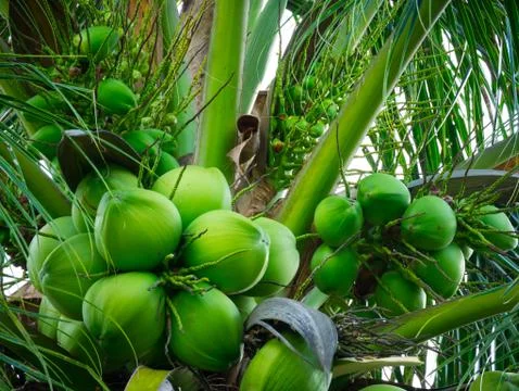 Coconuts on coconut tree Stock Photos