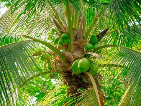 Coconuts on coconut tree Stock Photos