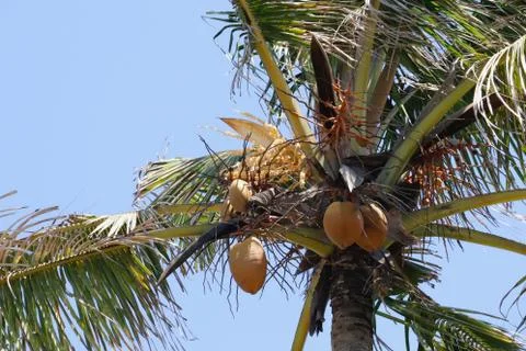 Coconuts on a coconut tree Stock Photos