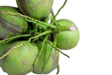 Coconuts with copy space isolated white Stock Photos