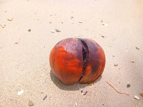 Coconuts fall on the beach Stock Photos