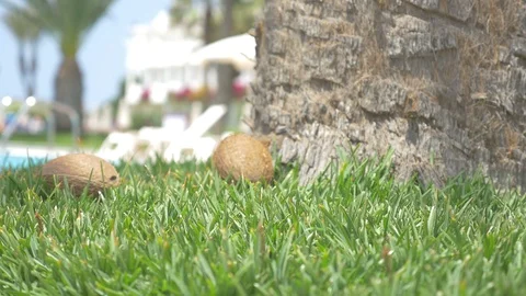 Coconuts falling on the grass in 4K Video stock 113856230