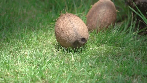 Coconuts falling on the grass in slow motion 250fps Video stock 93970499