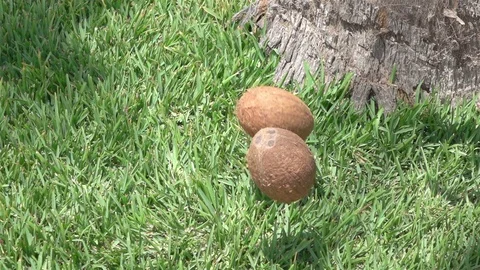 Coconuts falling on the grass in slow motion 250fps Video stock 113860970