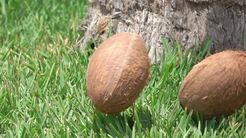 Coconuts falling on the grass in slow motion 250fps Video stock 122470208