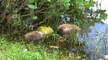 Coconuts Floating in a Pond. 스톡 동영상 85646009