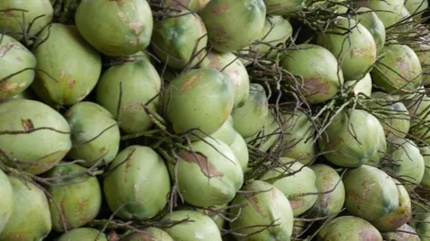 Coconuts Stock Footage 102094313