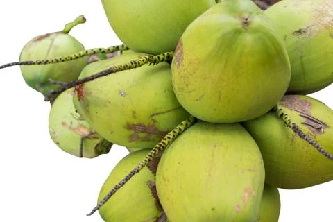 Coconuts fruit isolated Stock Photos