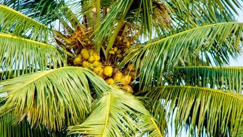 Coconuts fruits on the tree Stock Photos
