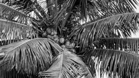 Coconuts fruits on the tree Foto stock