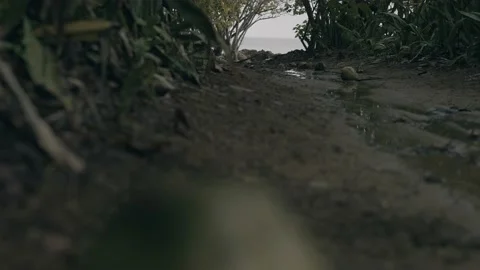 Coconuts on ground at beach in Rincon Puerto Rico on cloudy day Stock Footage 157567919