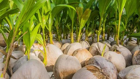 Coconuts on the ground, growing new Palmtrees Stock Photos