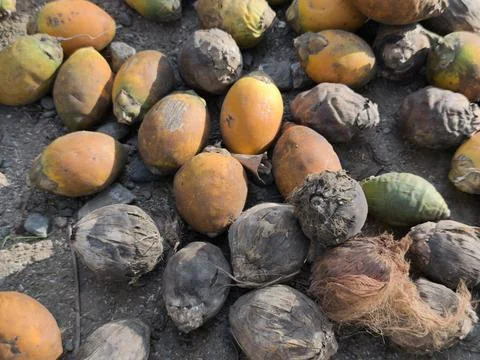 Coconuts on the ground outdoors. 写真素材