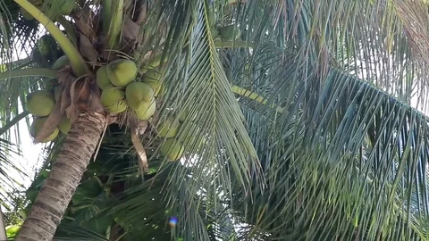 Coconuts grow on the coconut palm. Strong wind whispers the leaves. Close-up Stock Footage 78027728
