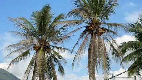 Coconuts grow high on palm crowns rising above cultivated tropical terrain Stockbeeldmateriaal 333910300